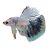 Male Betta Halfmoon Spotted