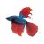 Male Betta HM Green Red Dragon