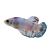 Male Betta Plakat Marble - Select