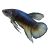 Male Betta Plakat Mustard Gas