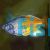 Male Boesemani Rainbow 