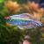 Male Congo Tetra 7cm