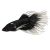 Male Crowntail Black-White Tip Betta