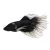 Male Crowntail Black Butterfly Betta
