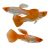 Male Golden Koi Guppy 3.5cm