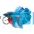 Male Halfmoon Betta
