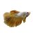 Male HalfMoon Gold Dragon Betta 