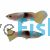Male Pingu Guppy