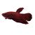 Male Red Plakat Betta - Select