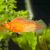 Male Red Sailfin Molly