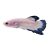 Male S Betta Plakat Blue Rim