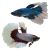 Male 'Select' Halfmoon Butterfly FIghter