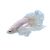 Male White Elephant Ear Betta