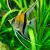 Manacapuru Angelfish