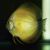 Marlboro Yellow Discus 12cm