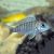 Sulphur Crest Peacock - Aulonocara maylandi