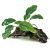 Medium Driftwood - Anubias Coffeefolia