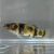 Mekong Bumble Bee Goby