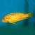 Melanochromis Johanni