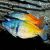 BOESEMANI RAINBOW N.G.