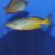 Melanotaenia parkinsoni Yellow