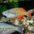 Parva Rainbow - Lake Kurumoi Rainbow