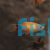Mickey Mouse Gold Platy 