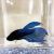 Male Siamese Betta Midnight Blue