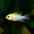 Ramirezi Gold Head Electric Blue 