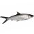 Milkfish - Brackish