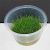 Mini Hair Eleocharis Acicularis