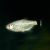 Giant Red Eye Tetra
