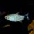 Red Eye Tetra - Lampeye