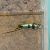 Montezumae Swordtail 4cm