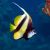 Moorish Idol