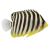 Multi Barred Angelfish