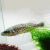 Murray Cod