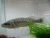 Murray Cod 6cm