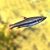 Three Lined Pencilfish