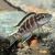 Neolamprologus Buescheri