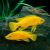 Neolamprologus Leleupi