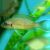 Neolamprologus Brichardi