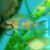 Princess Cichlid Fulwe Rocks - Greenface