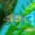 Princess Cichlid