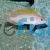 Orange Fin - Lamprologus Caudopunctatus