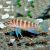 Neolamprologus Cylindricus