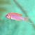 Princess Red Spotted - Olivaceus