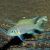 Daffodil Princess Cichlid 
