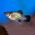 Neon Blue Wagtail Platy