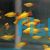 Neon Gold Platy